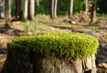 Jak zregenerować słuch? Jak zregenerować słuch?